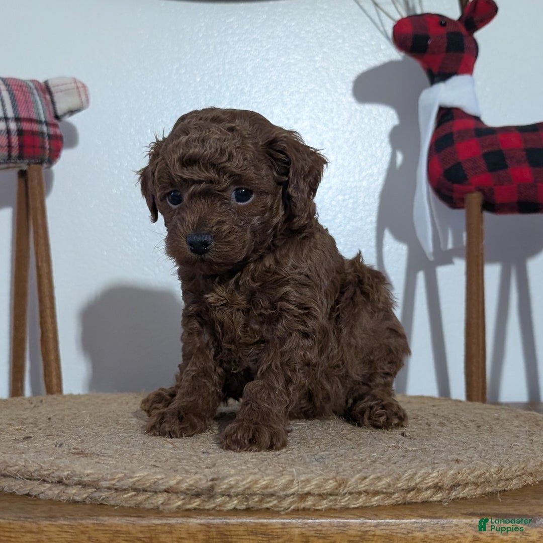 Miniature Poodle dogs for sale: Maverick  - Ad 10