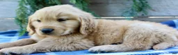 Golden Retriever dogs for sale: Benny - Ad 3