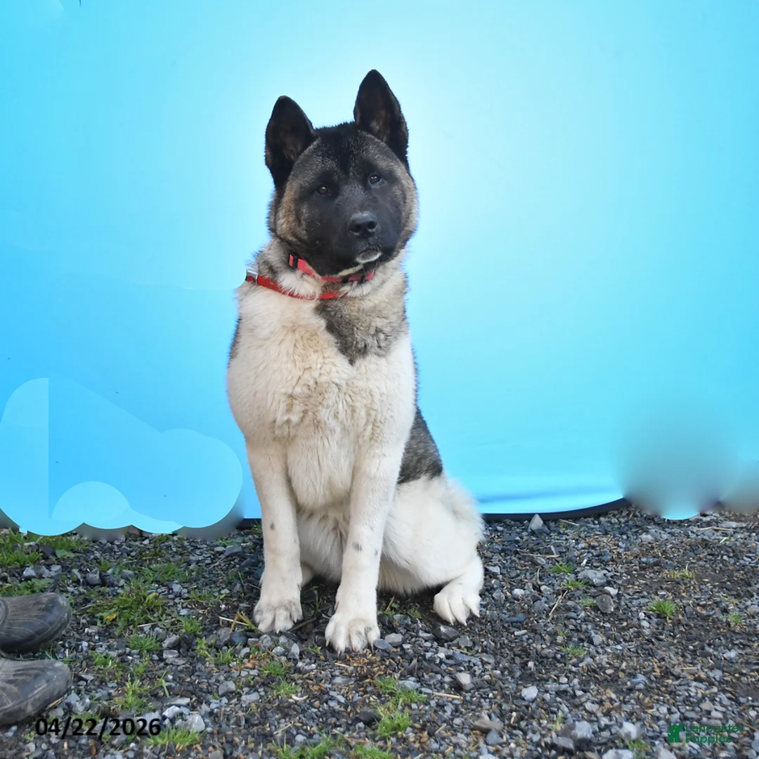 Akita dogs for sale: Tena - Ad 2