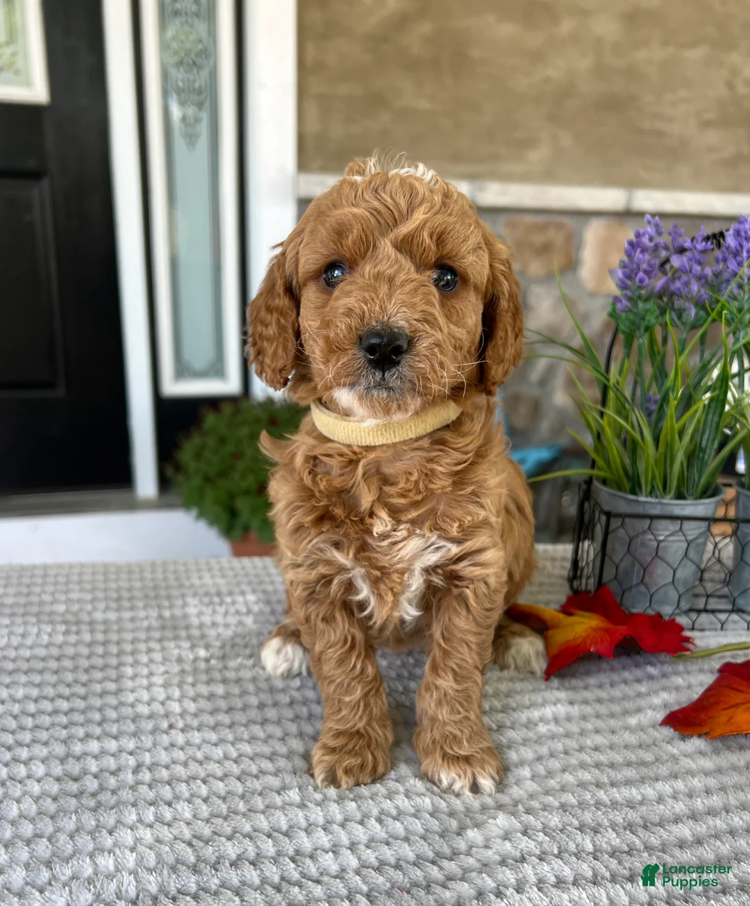 Goldendoodle dogs for sale: Lexi - Ad 2