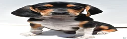 Beagle dogs for sale: Robert - Ad 7