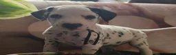Dalmatian dogs for sale: Onyx - Ad 1
