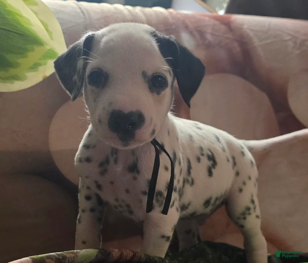 Dalmatian dogs for sale: Onyx - Ad 1