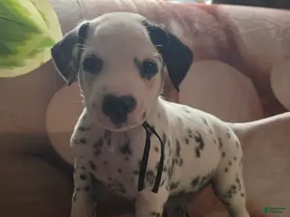 Dalmatian dogs Onyx - Ad 12