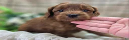 Cockapoo dogs for sale: Milan - Ad 19