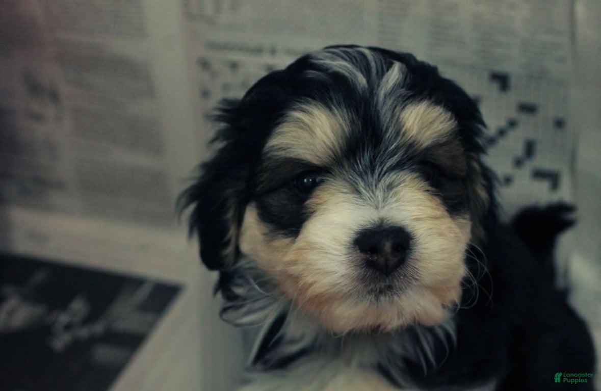 Mixed Breed dogs Amour - Ad 16