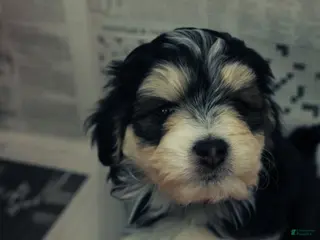 Mixed Breed dogs Amour - Ad 16