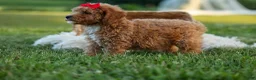 Miniature Poodle dogs for sale: Tyson 💙✨ - Ad 8