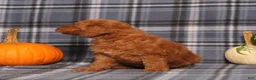 Miniature Poodle dogs for sale: Haven - Ad 5