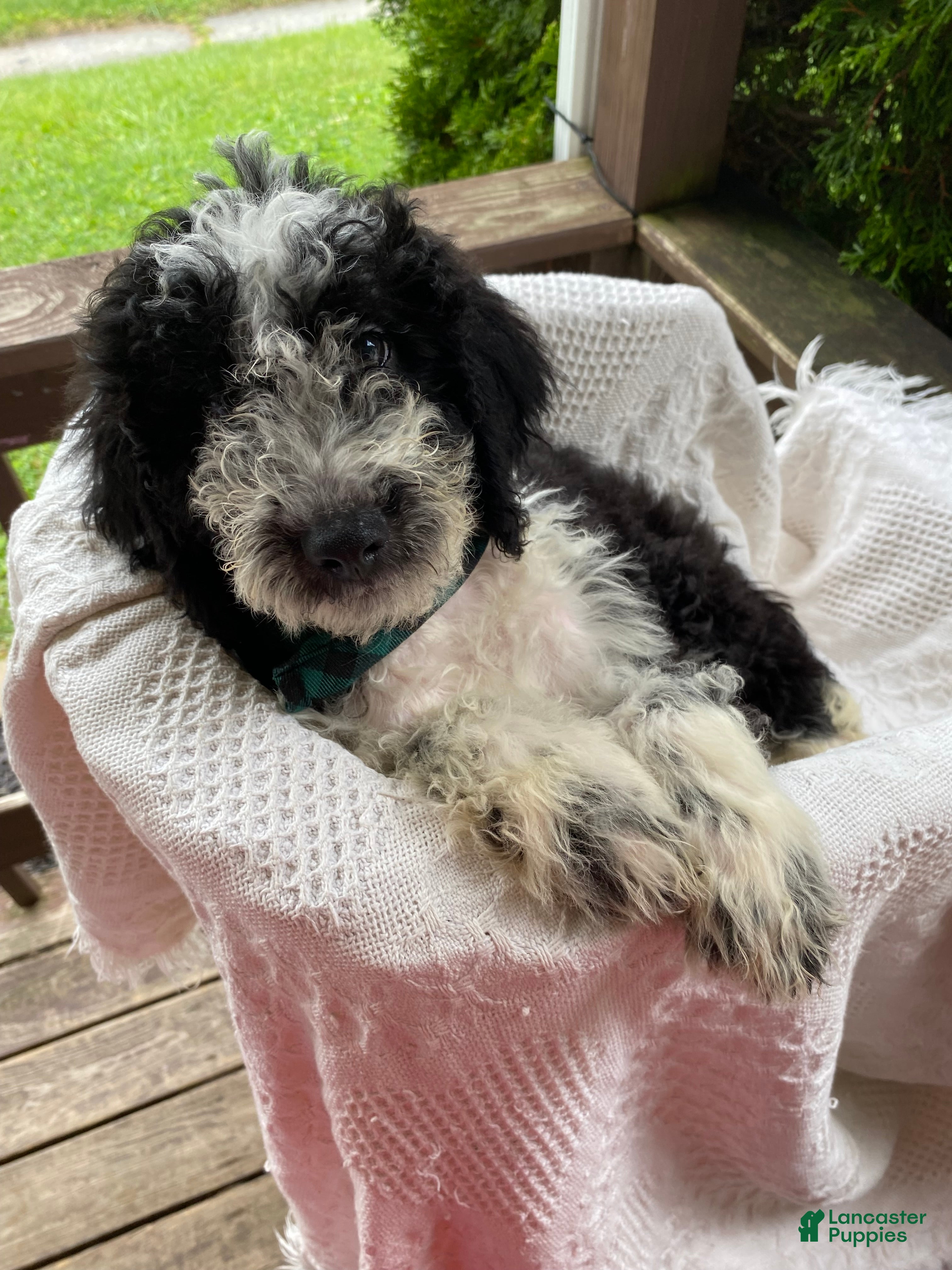 Aussiedoodle dogs Aussiedoodle 4 - Ad 27