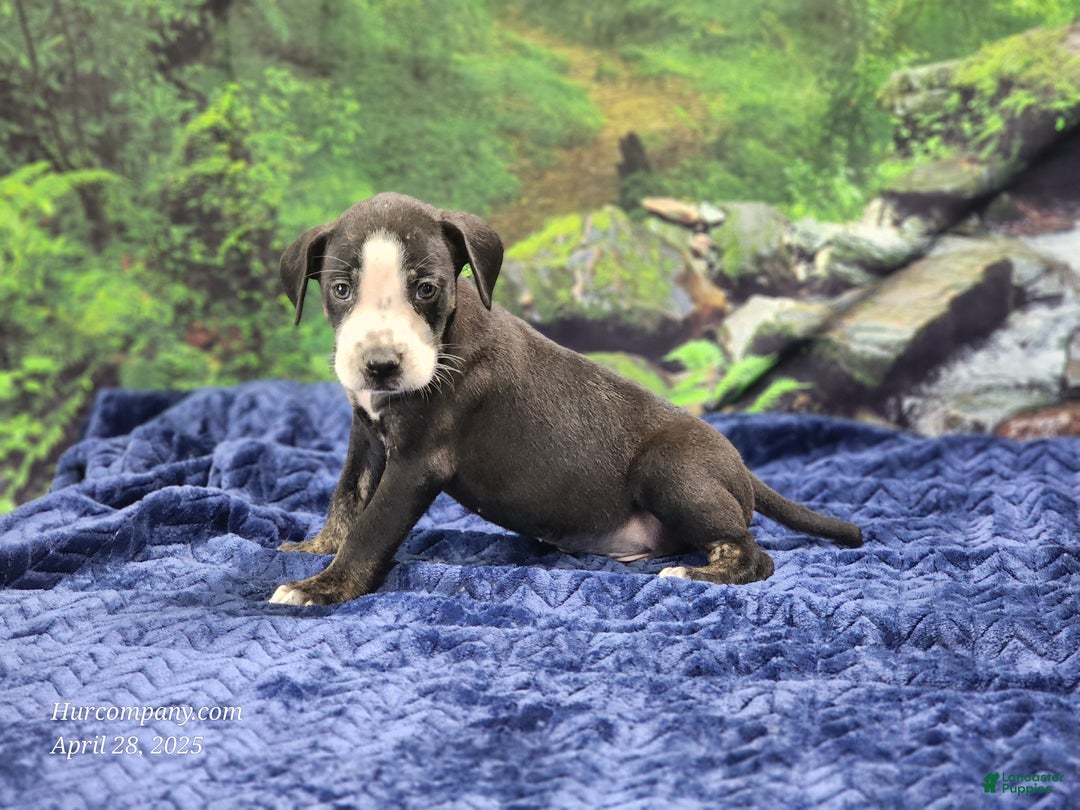 Catahoula Leopard Dog dogs for sale: Luna 2025 Male 1 - Ad 16