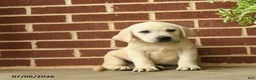 Labrador Retriever dogs for sale: Dynamite - Ad 4