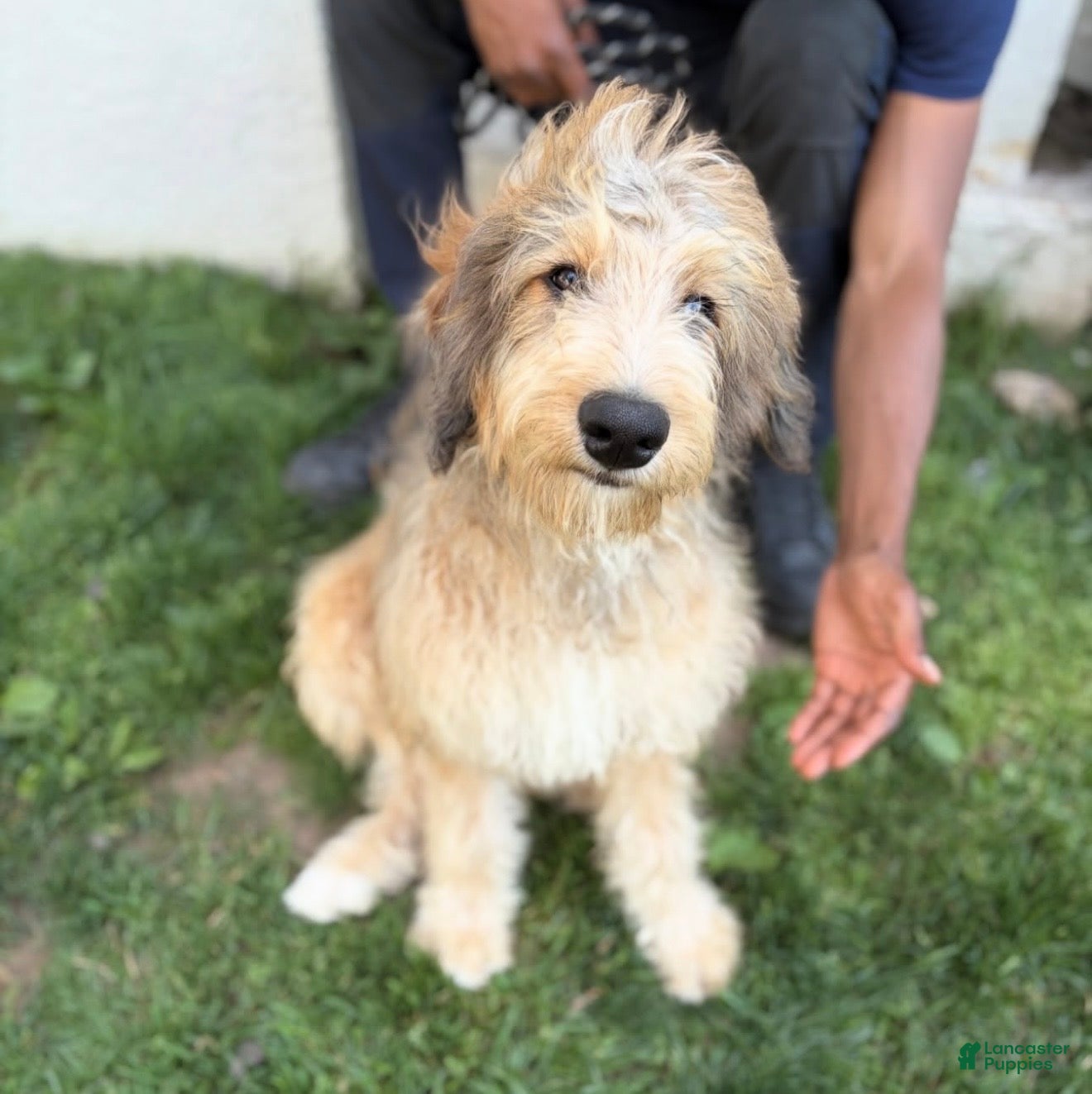 Double Doodle dogs Enzo- Doodle mix Puppy - Ad 15
