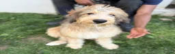 Double Doodle dogs for sale: Enzo- Doodle mix Puppy - Ad 1
