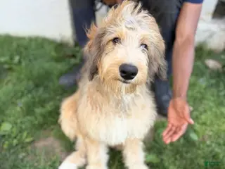 Double Doodle dogs Enzo- Doodle mix Puppy - Ad 15