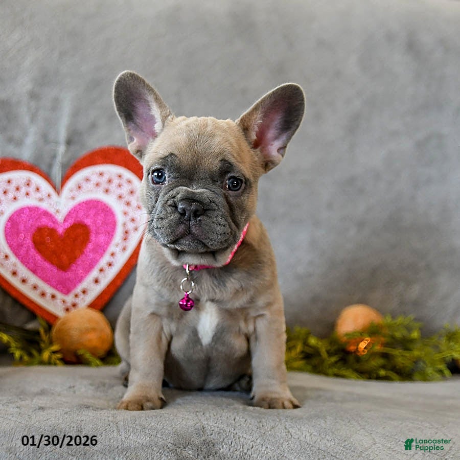 French Bulldog dogs Willow - Ad 4