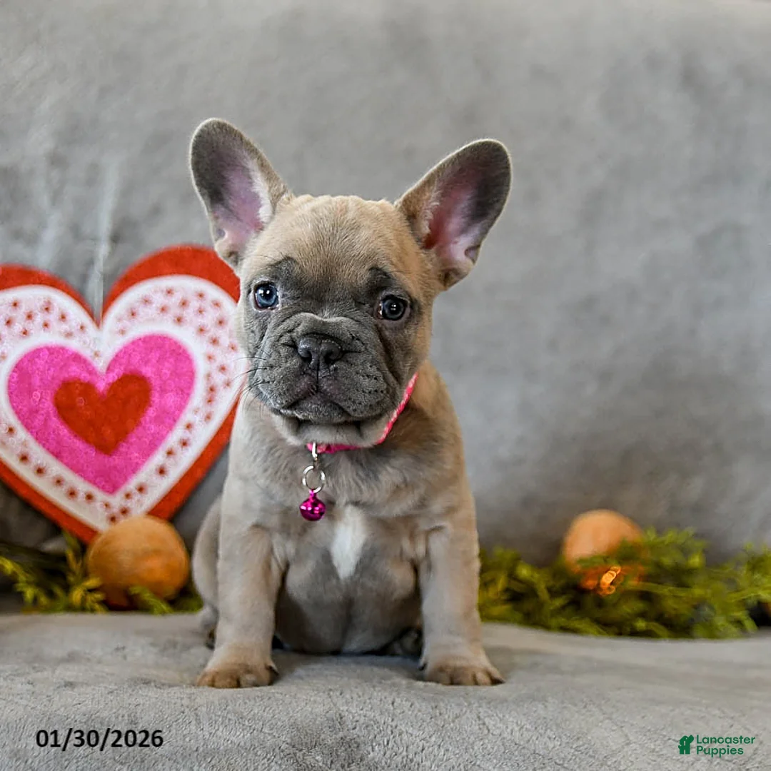 French Bulldog dogs for sale: Willow - Ad 1