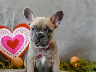 French Bulldog dogs Willow - Ad 4