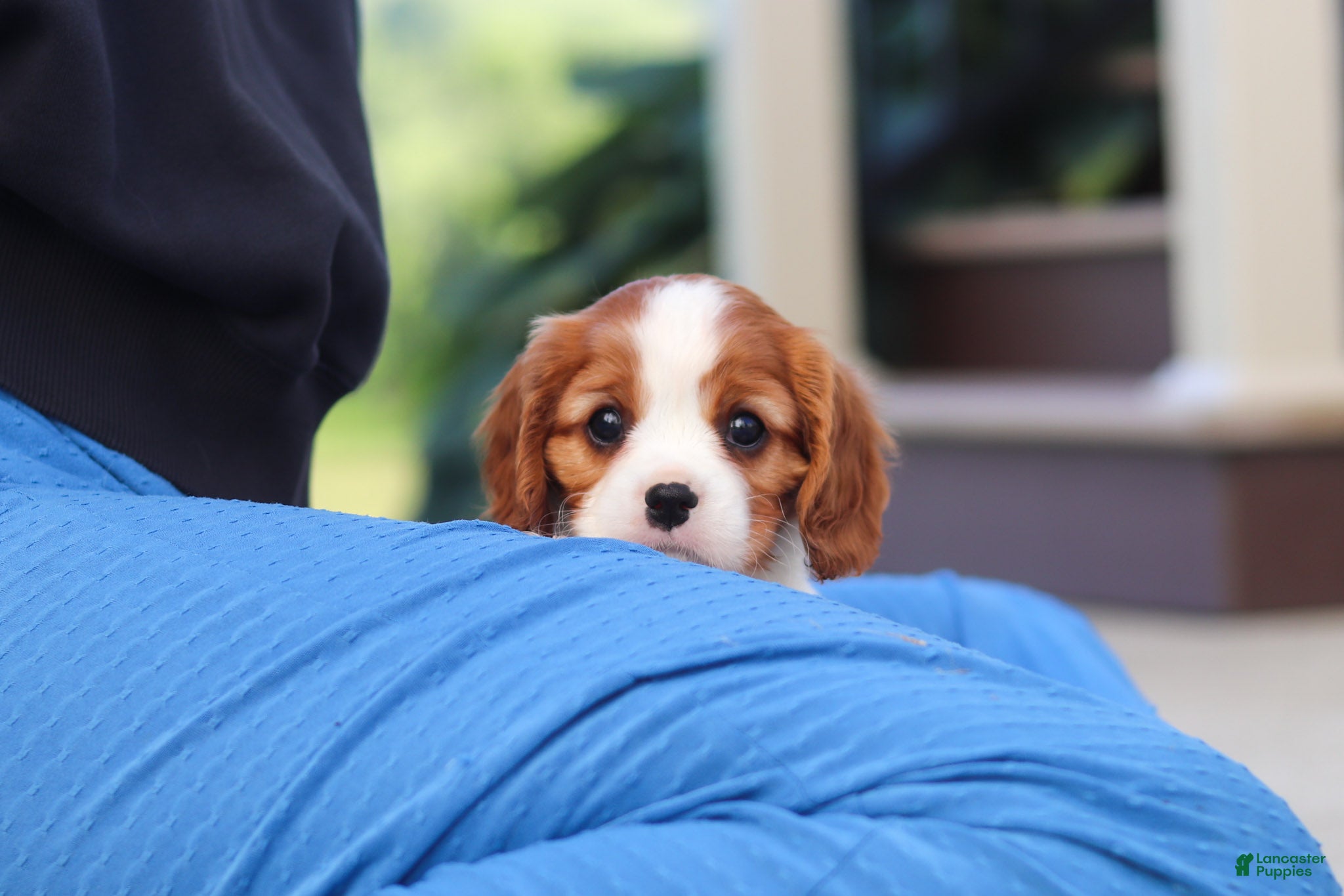 Cavalier King Charles Spaniel dogs for sale: Isabella - Ad 7
