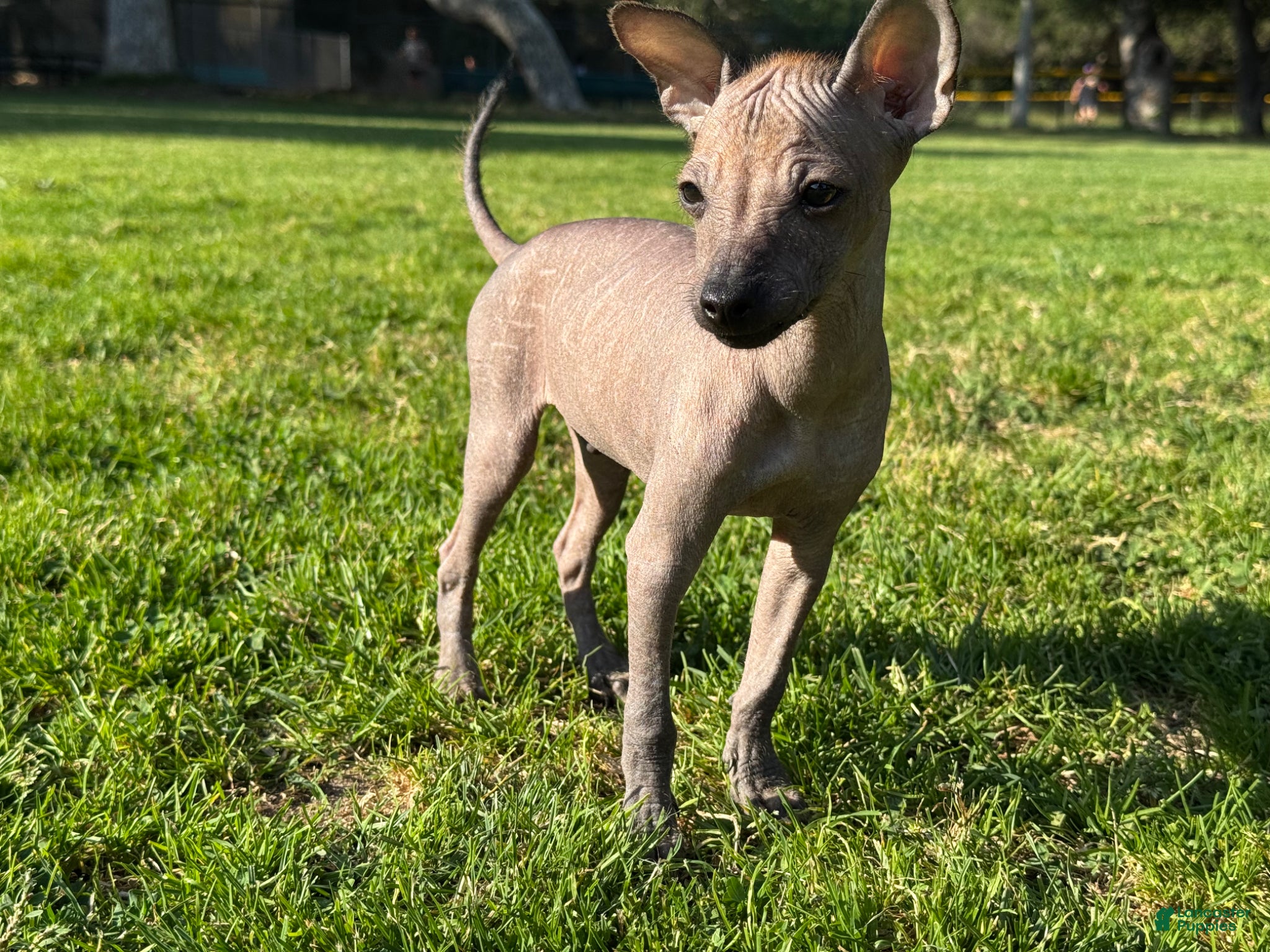 Xoloitzcuintle dogs Xoloitzcuintle Puppy 1 - Ad 2