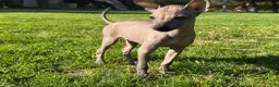 Xoloitzcuintle dogs for sale: Xoloitzcuintle Puppy 1 - Ad 2