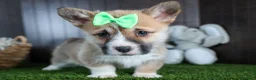 Welsh Corgi Pembroke dogs for sale: Ripley - Ad 3