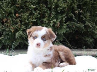 Australian Shepherd dogs Piper - Ad 16