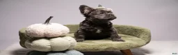 French Bulldog dogs for sale: BLU - Ad 3