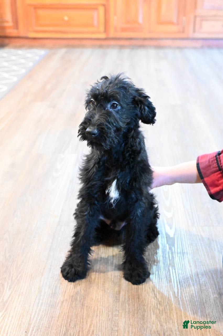 Mixed Breed dogs Cedar - Ad 2