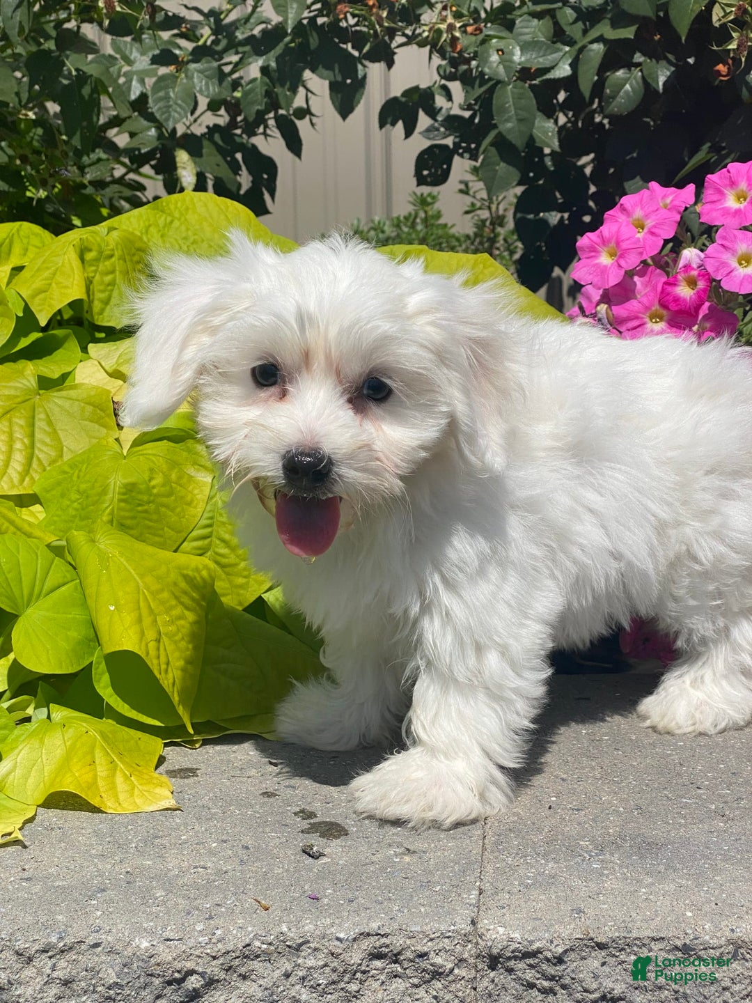 Coton De Tulear dogs for sale: Candy - Ad 9