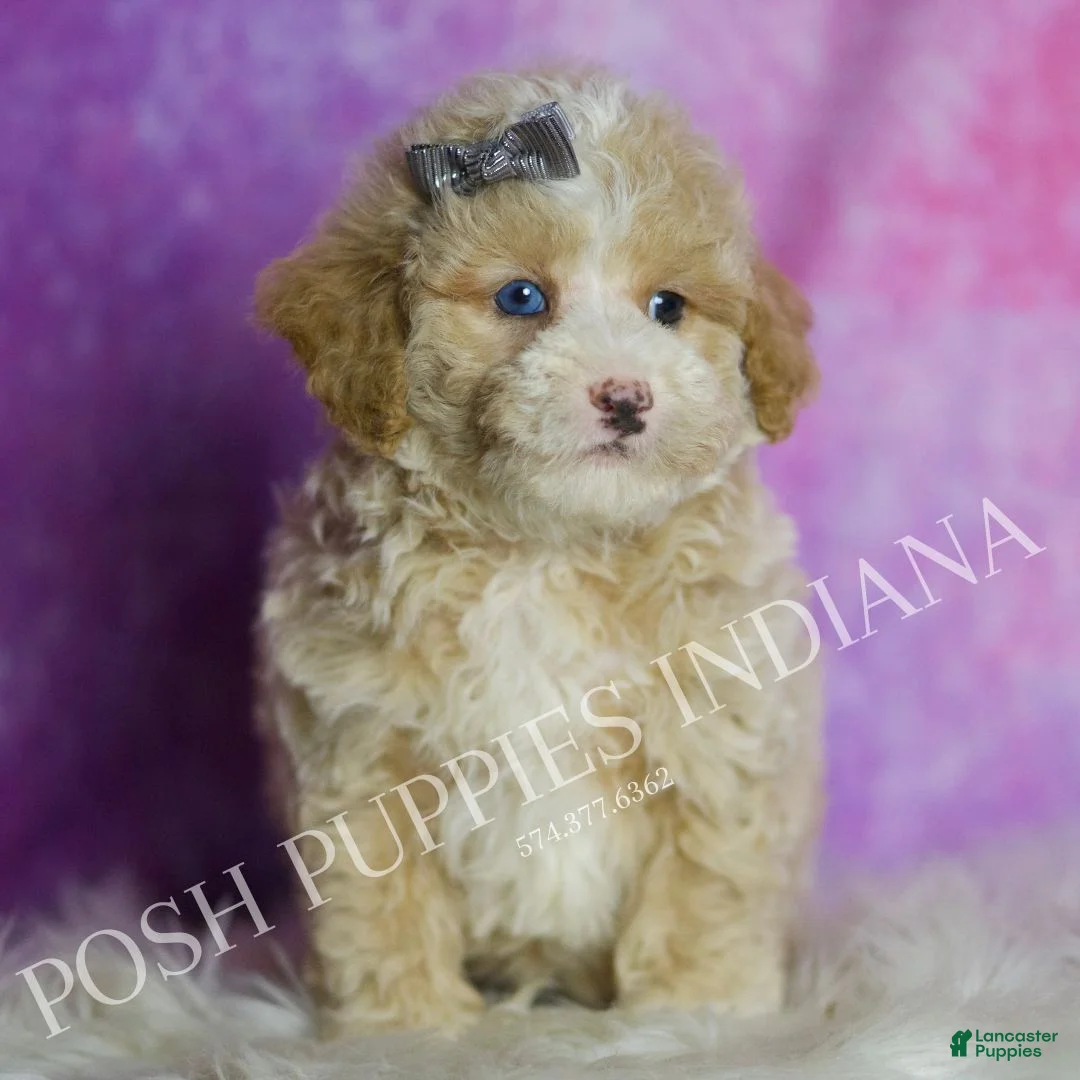 Standard Poodle dogs for sale: Orion - Ad 7