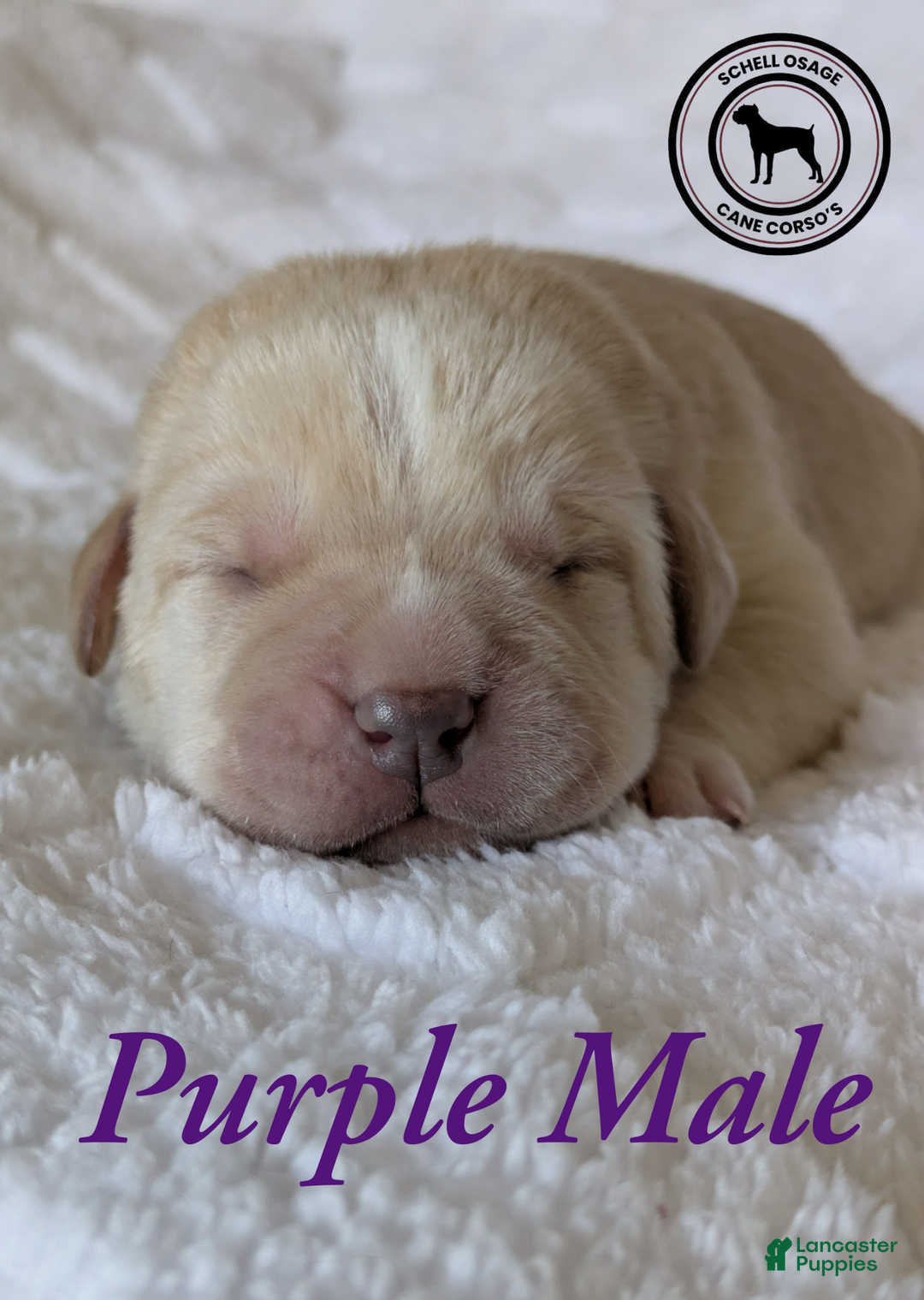 Cane Corso dogs for sale: Purple  - Ad 4