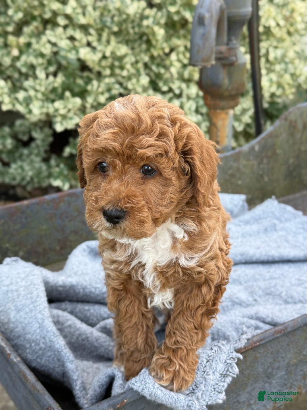 Toy Poodle dogs for sale: Pepper - Ad 3