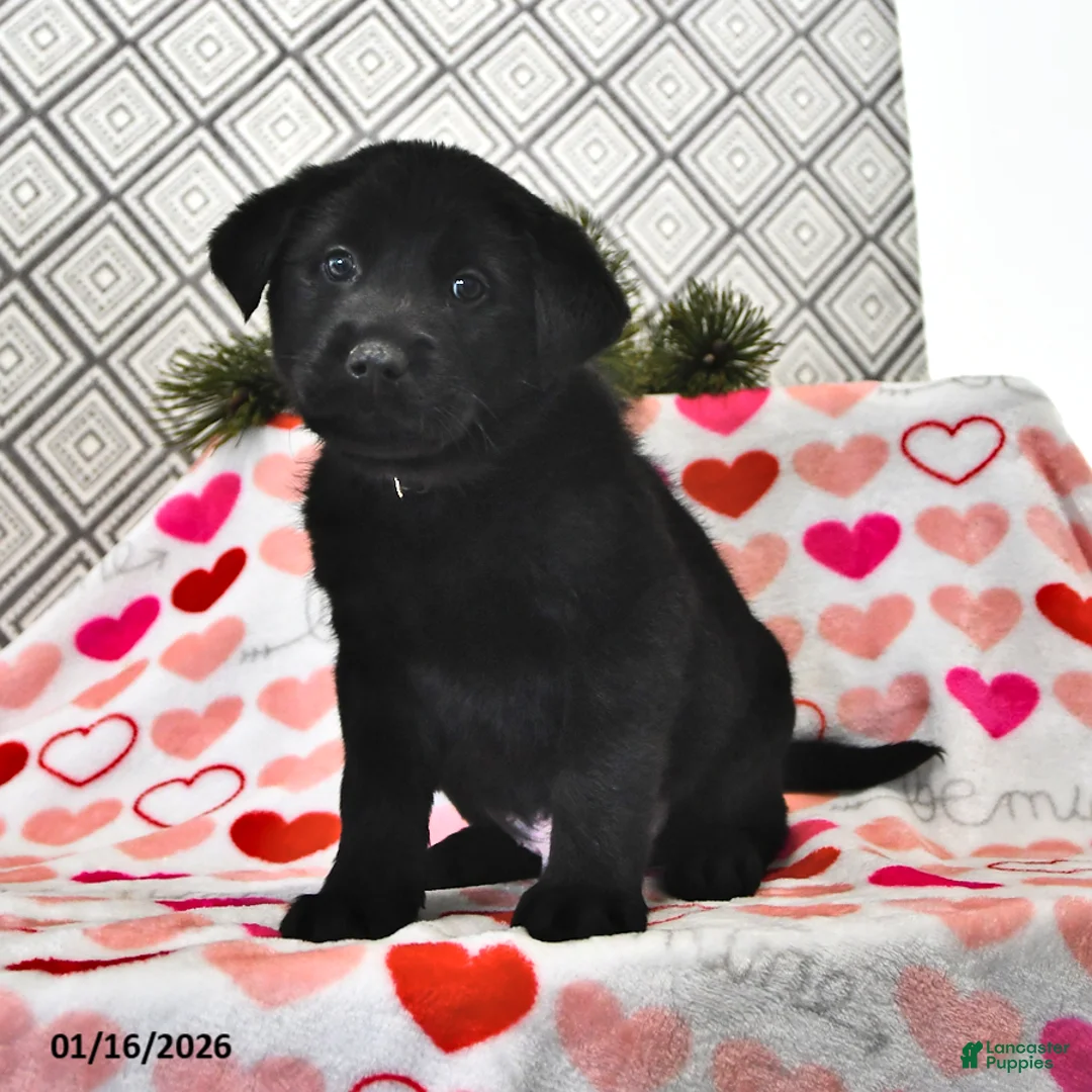 Mixed Breed dogs for sale: Snickers - Ad 1