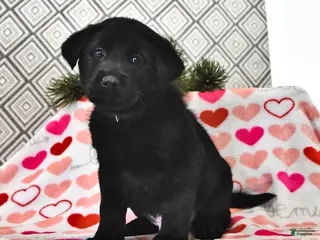 Mixed Breed dogs Snickers - Ad 5