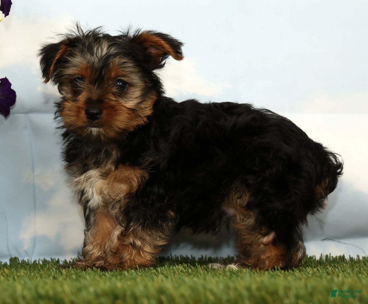 Yorkshire Terrier dogs Kohan - Ad 2