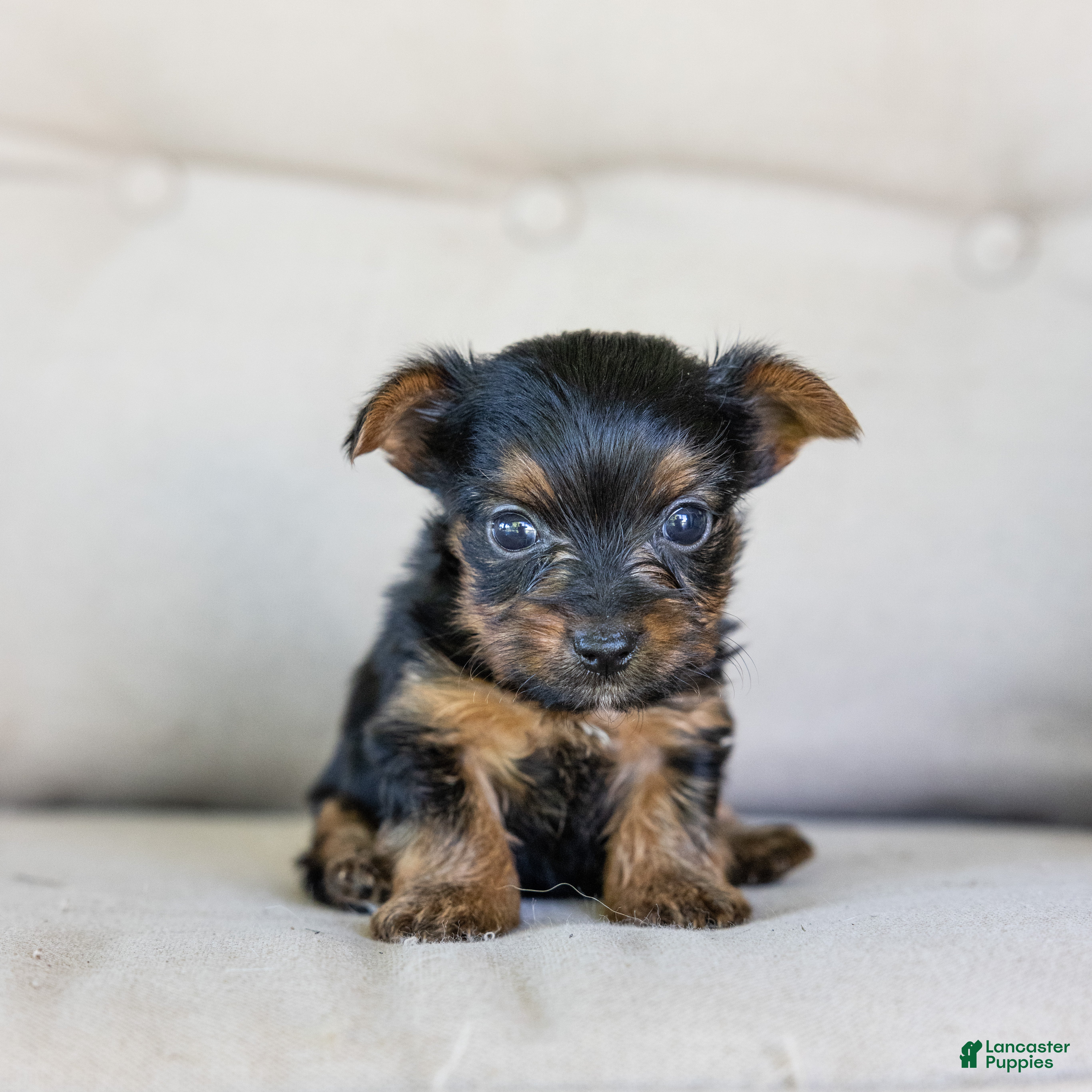 Yorkshire Terrier dogs Ron - Ad 1