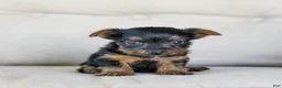 Yorkshire Terrier dogs for sale: Ron - Ad 1