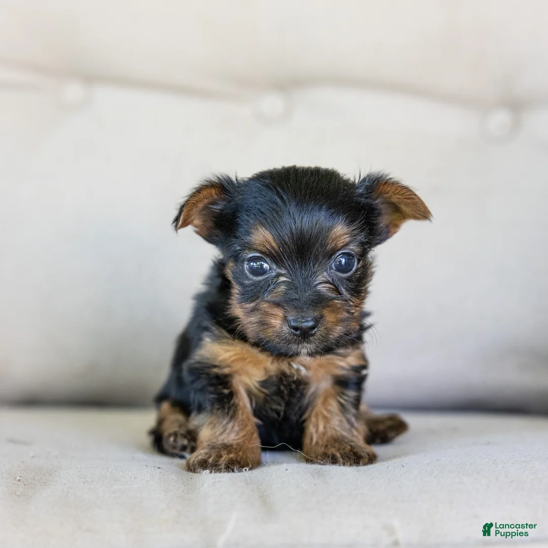 Yorkshire Terrier dogs for sale: Ron - Ad 1
