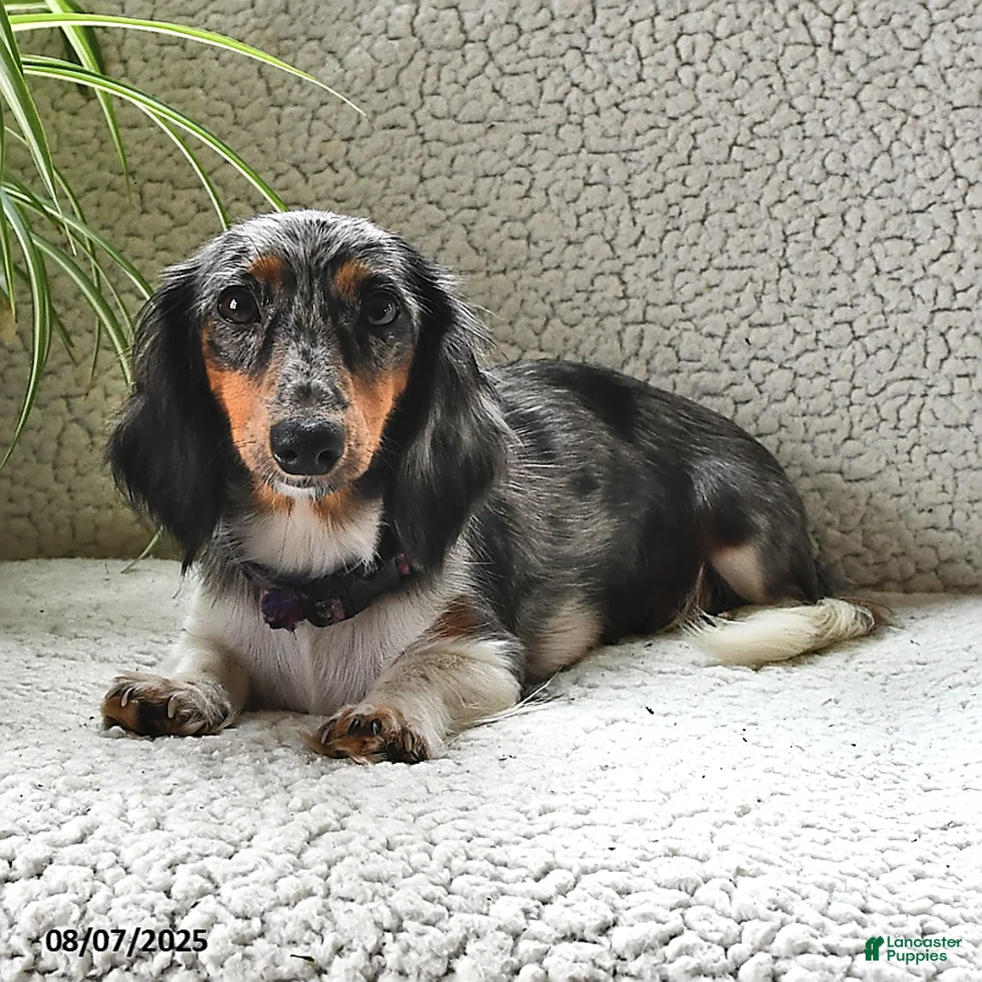 Miniature Dachshund dogs for sale: Rosie Bud - Ad 6