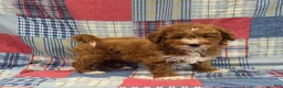 Mini Goldendoodle dogs for sale: Peter - Ad 2
