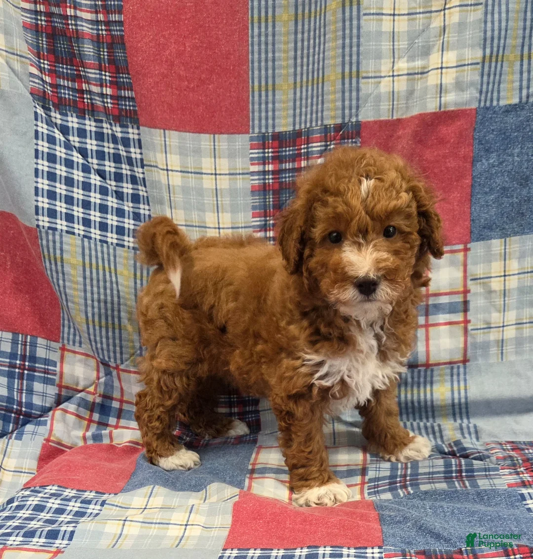 Mini Goldendoodle dogs for sale: Peter - Ad 2