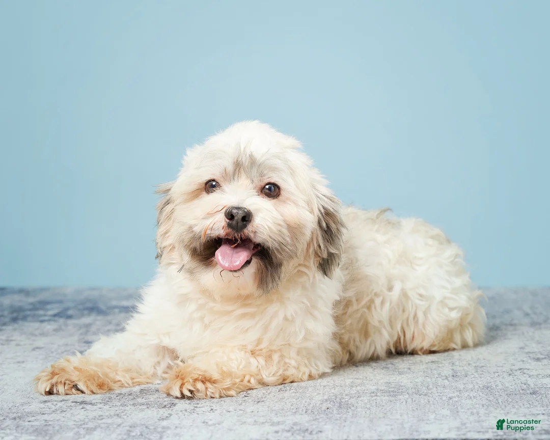 Havanese dogs for sale: VANCE - Ad 6
