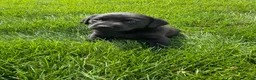 Labrador Retriever dogs for sale: Sadie - Ad 1