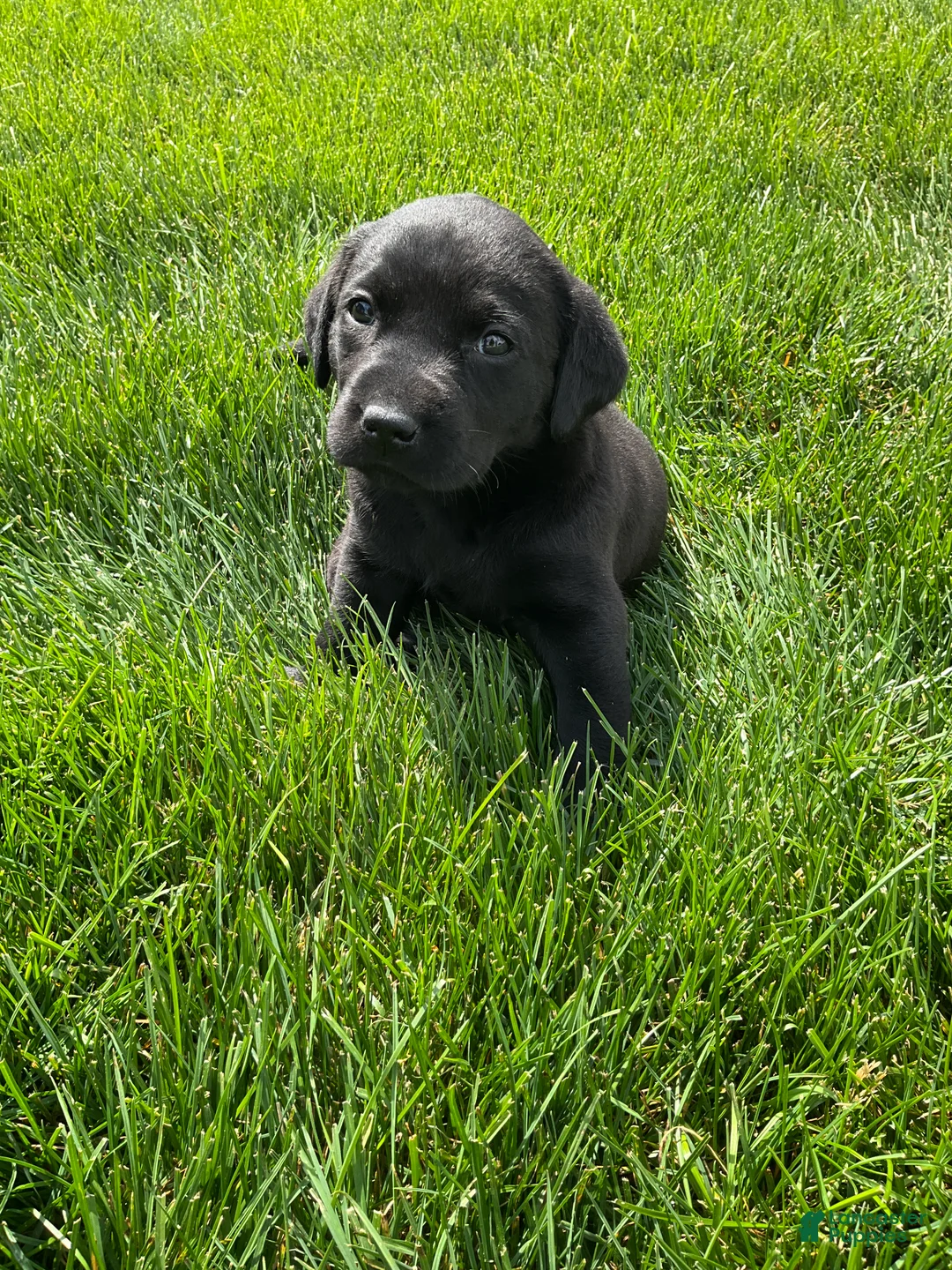 Labrador Retriever dogs for sale: Sadie - Ad 1