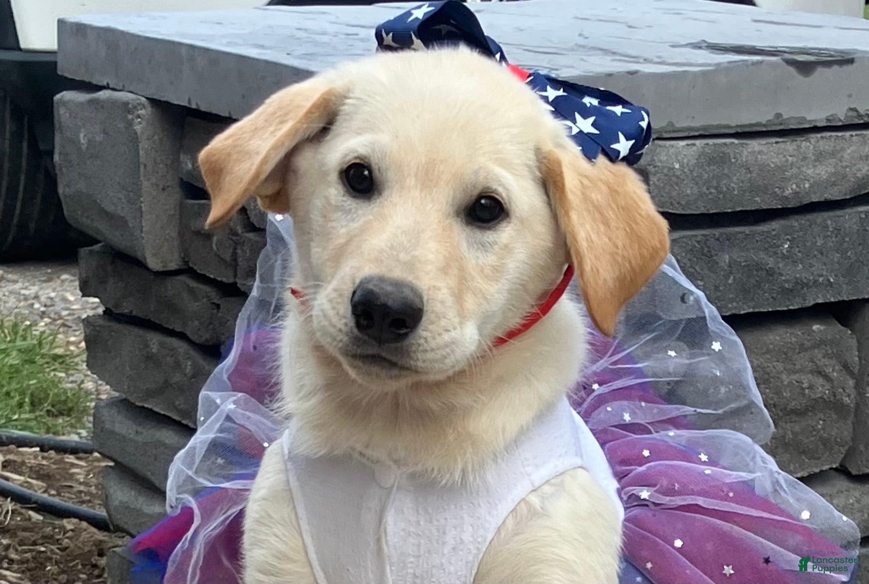 Mixed Breed dogs America  - Ad 28