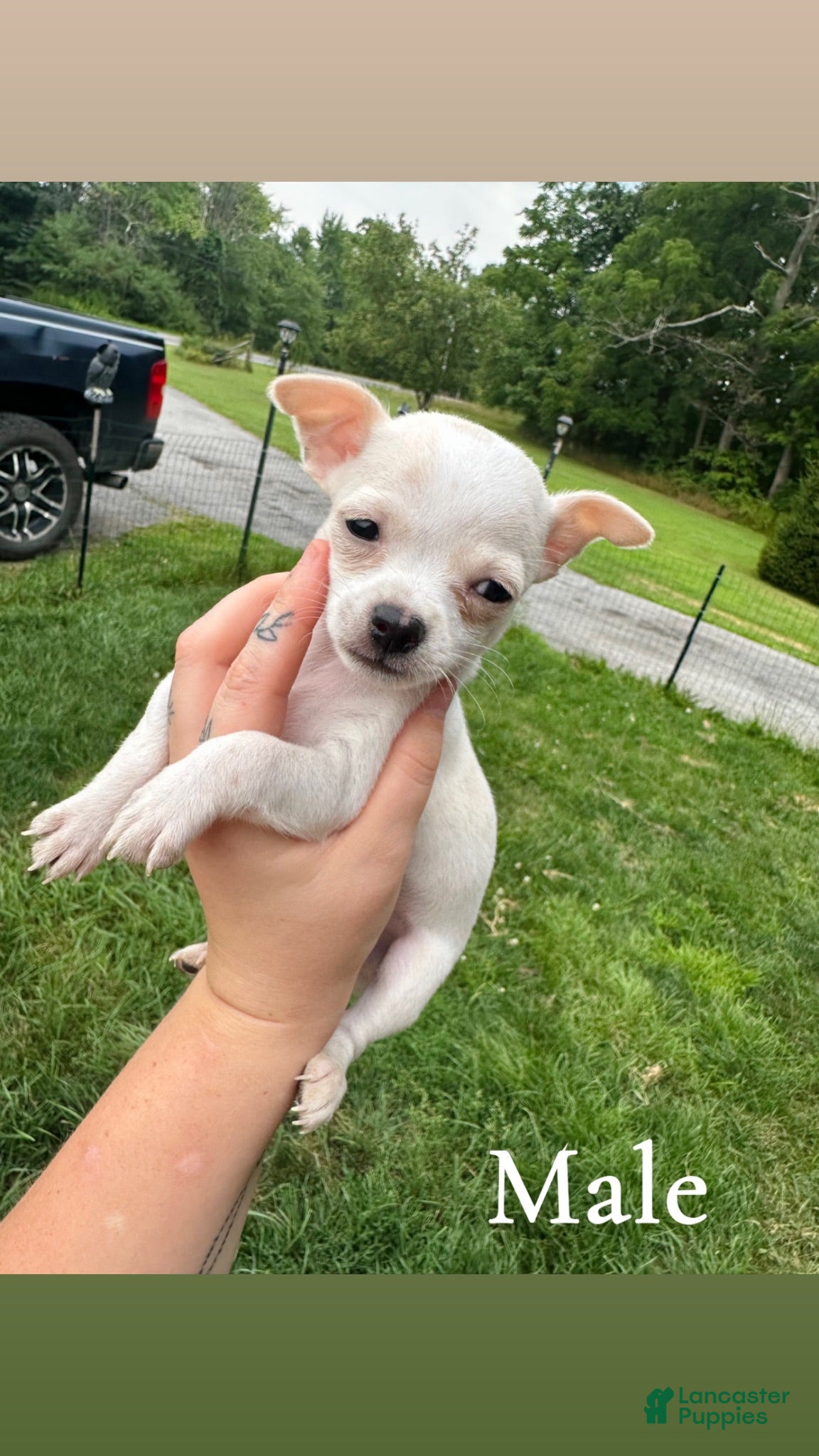 Chihuahua dogs Milo - Ad 1