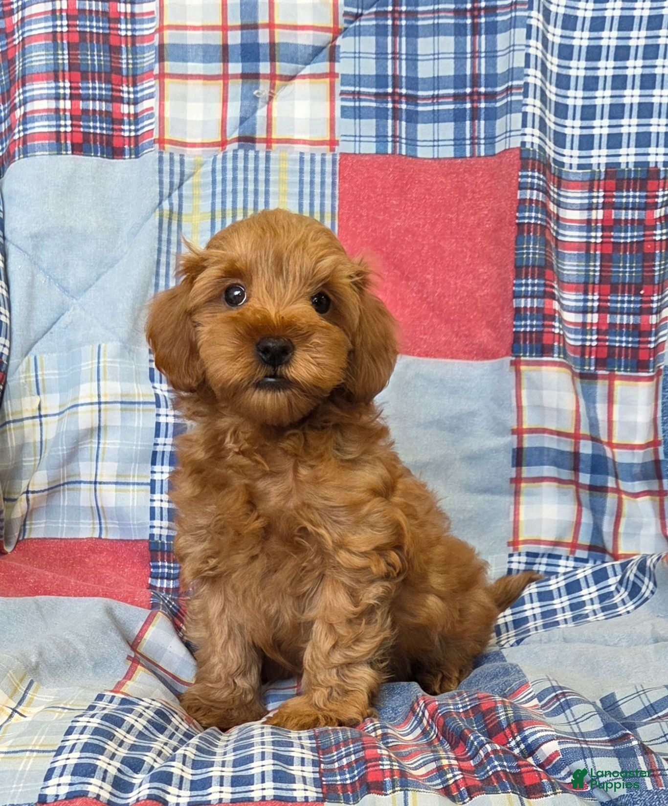 Mini Goldendoodle dogs Balto - Ad 1