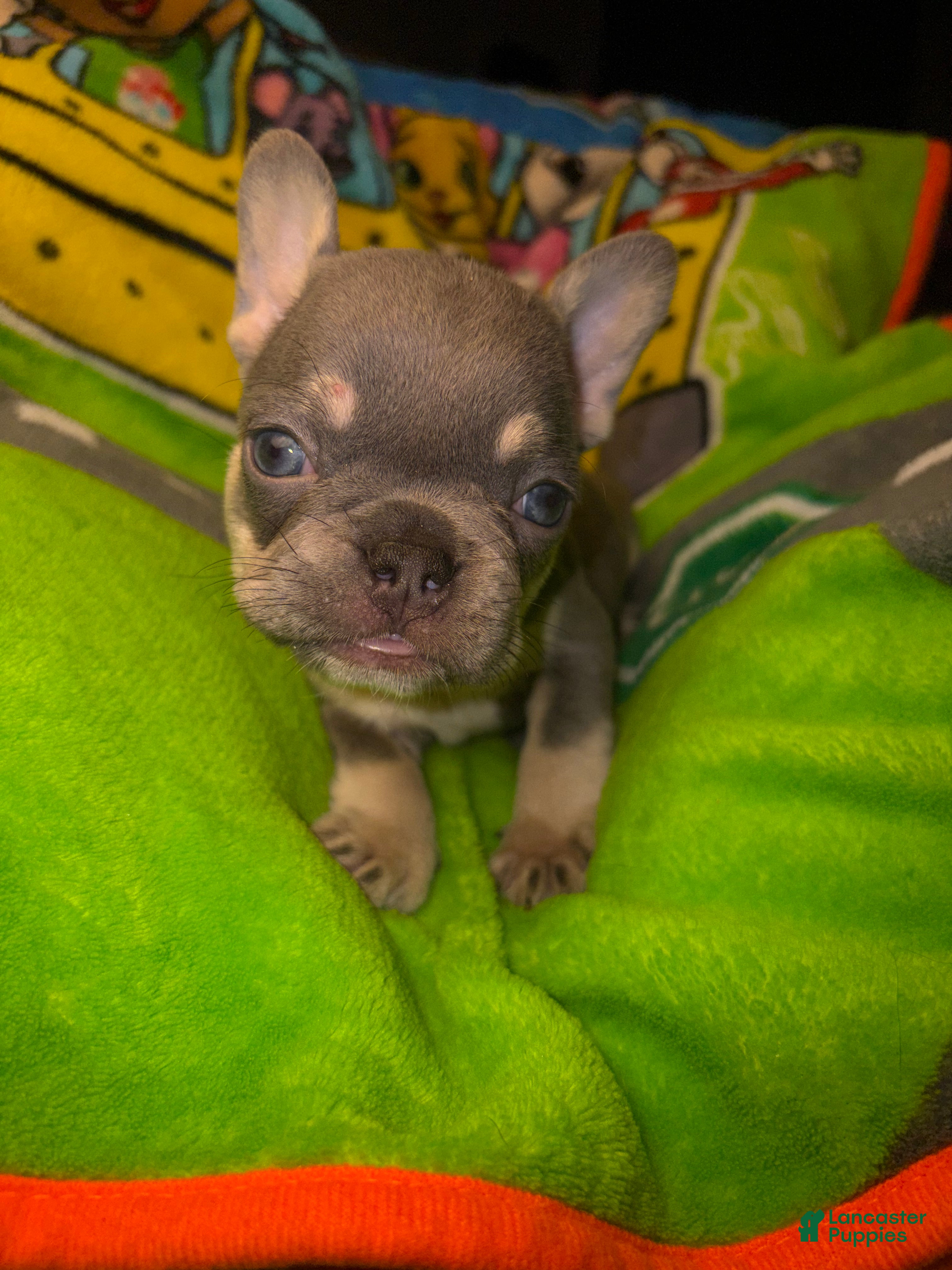 French Bulldog dogs Laila lilac & fawn - Ad 41