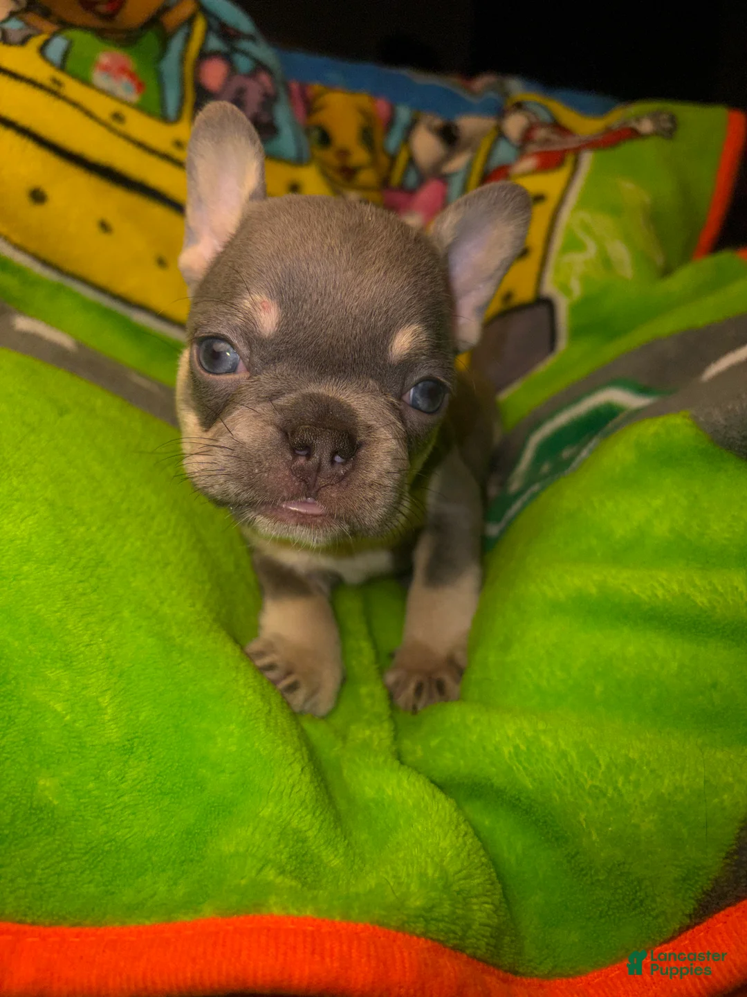 French Bulldog dogs for sale: Laila lilac & fawn - Ad 1
